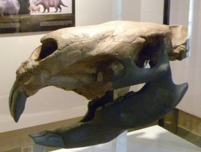 Josephoartigasia monesi.jpg