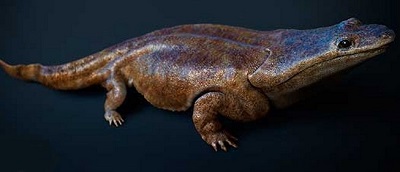 Metoposaurus algarvensis.jpg