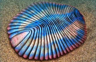Dickinsonia.jpg