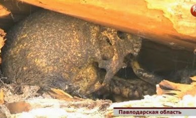 останки.jpg
