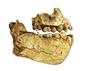Фрагменты черепа Australopithecus deyiremeda.jpg