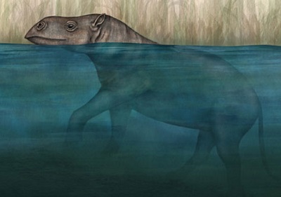 anthracobunidae.jpg