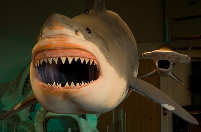 megalodon.jpg