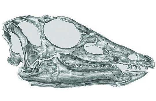 thescelosaurus.jpg