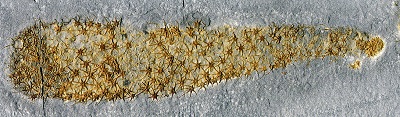 Chancelloria.jpg