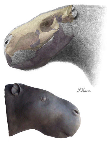 368px-Josephoartigasia_monesi.jpg